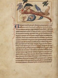 Foxes; Northumberland Bestiary, about 1250-1260. Creator: Unknown.