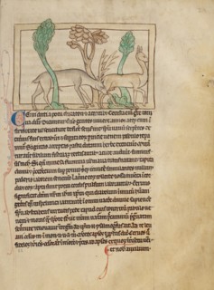 Deer; Northumberland Bestiary, about 1250-1260. Creator: Unknown.