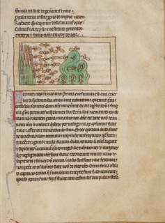 Ants; Northumberland Bestiary, about 1250-1260. Creator: Unknown.