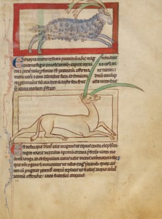 A Parandrus; An Eale; Northumberland Bestiary, about 1250-1260. Creator: Unknown.
