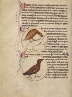 A Raven; A Crow; Northumberland Bestiary, about 1250-1260. Creator: Unknown.