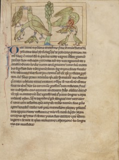 Pelicans; Northumberland Bestiary, about 1250-1260. Creator: Unknown.