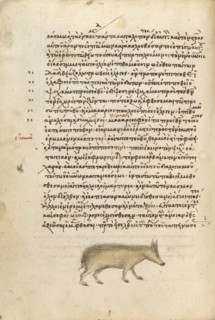 A Pig, 1510-1520. Creator: Unknown.
