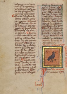 A Blackbird; Bestiary, about 1270. Creator: Unknown.