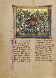 A Hedgehog; Bestiary, about 1270. Creator: Unknown.
