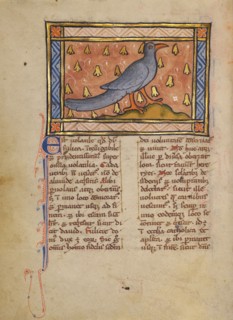 A Coot; Bestiary, about 1270. Creator: Unknown.