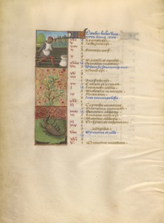 October Calendar Page; Sowing; Scorpio; Katherine Hours, about 1480-1485. Creator: Unknown.