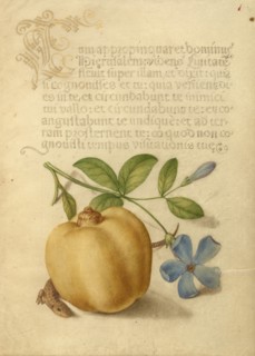 Periwinkle, Apple, and Lizard; Mira calligraphiae monumenta, 1561-1562; illumination added 1591-1596 Creator: Joris Hoefnagel.