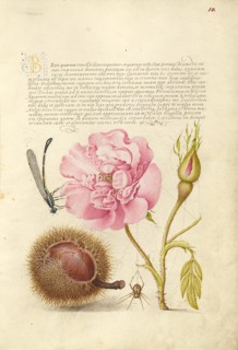 Damselfly, French Rose, Spanish Chestnut, and Spider, 1561-1562; illumination added 1591-1596. Creator: Joris Hoefnagel.