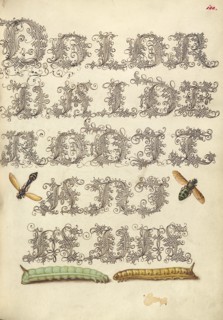 Potter Wasp, Hover Fly, and Caterpillars, 1561-1562; illumination added 1591-1596. Creator: Joris Hoefnagel.