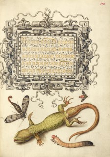 Scorpionfly, Insect, Lizard, and Insect Larva, 1561-1562; illumination added 1591-1596. Creator: Joris Hoefnagel.