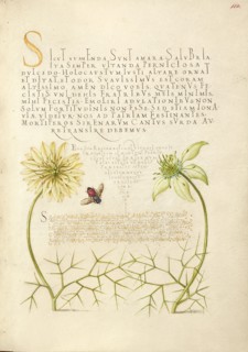 Black Cumins and Insect, 1561-1562; illumination added 1591-1596. Creator: Joris Hoefnagel.