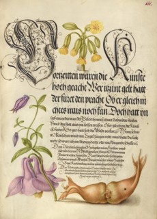 Cowslip, European Columbine, and Giant Filbert, 1561-1562; illumination added 1591-1596. Creator: Joris Hoefnagel.