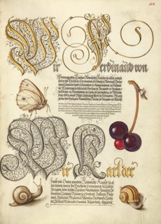 Butterfly, Sweet Cherry, and Land Snails, 1561-1562; illumination added 1591-1596. Creator: Joris Hoefnagel.