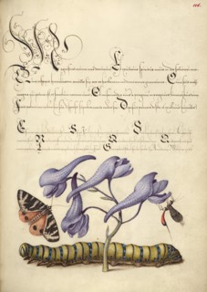 Scarlet Tiger-Moth, Larkspur, Insect, and Caterpillar, 1561-1562; illumination added 1591-1596. Creator: Joris Hoefnagel.