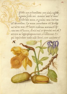 Insect, Daffodil, European Columbine, and English Oak Acorns, 1561-2; illumination added 1591-6. Creator: Joris Hoefnagel.