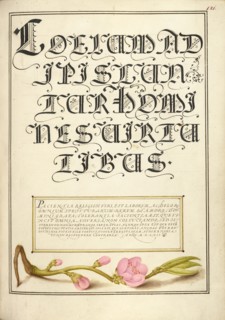 Almond in Flower; Mira calligraphiae monumenta, 1561-1562; illumination added 1591-1596. Creator: Joris Hoefnagel.