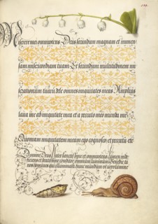 Lily-of-the-Valley, Pupa, and Land Snail, 1561-1562; illumination added 1591-1596. Creator: Joris Hoefnagel.