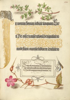 Basil Thyme, Insect, and Herb Robert, 1561-1562; illumination added 1591-1596. Creator: Joris Hoefnagel.