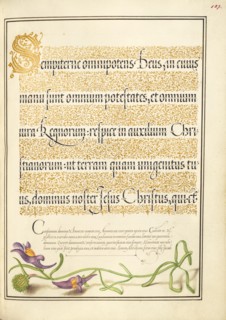 Toadflax; Mira calligraphiae monumenta, 1561-1562; illumination added 1591-1596. Creator: Joris Hoefnagel.