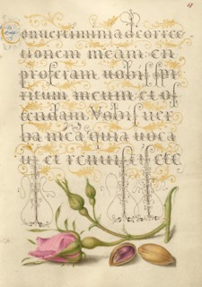 French Rose and Pistachio; Mira calligraphiae monumenta, 1561-1562; illumination added 1591-1596. Creator: Joris Hoefnagel.