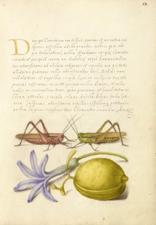 Wart-Biter, Grasshopper, Hyacinth, and Almond, 1561-1562; illumination added 1591-1596. Creator: Joris Hoefnagel.