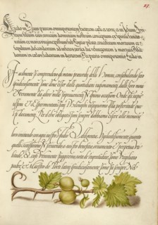 European Currant; Mira calligraphiae monumenta, 1561-1562; illumination added 1591-1596. Creator: Joris Hoefnagel.
