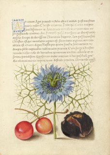 Love-in-a-Mist, Sweet Cherry, and Spanish Chestnut, 1561-1562; illumination added 1591-1596. Creator: Joris Hoefnagel.
