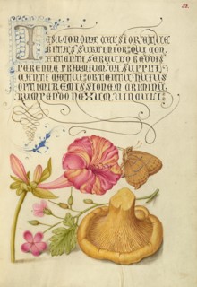 Four-o'Clock, Brown Hairstreak, Herb Robert, and Chanterelle, 1561-1562; illumination added 1591-6. Creator: Joris Hoefnagel.