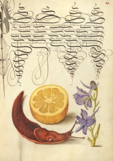 Sour Orange, Terrestrial Mollusk, and Larkspur, 1561-1562; illumination added 1591-1596. Creator: Joris Hoefnagel.