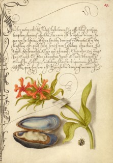 Maltese Cross, Mussel, and Ladybird, 1561-1562; illumination added 1591-1596. Creator: Joris Hoefnagel.