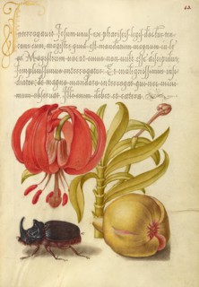 Scarlet Turk's Cap, Rhinoceros Beetle, and Pomegranate, 1561-1562; illumination added 1591-1596. Creator: Joris Hoefnagel.