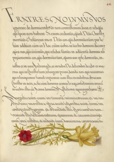 Pheasant's Eye and Buttercup; Mira calligraphiae monumenta, 1561-1562; illumination added 1591-1596. Creator: Joris Hoefnagel.