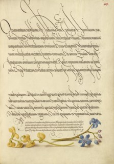 Bladder Senna and Alpine Squill; Mira calligraphiae monumenta, 1561-2; illumination added 1591-6. Creator: Joris Hoefnagel.