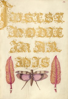 Chard Leaves and Red-Winged Grasshopper, 1561-1562; illumination added 1591-1596. Creator: Joris Hoefnagel.