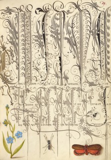 Creeping Forget-Me-Not, Insect, and Planthopper, 1561-1562; illumination added 1591-1596. Creator: Joris Hoefnagel.