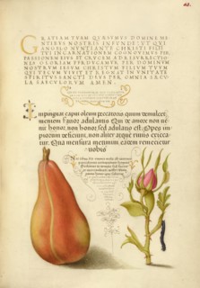 Pear, French Rose, and Caterpillar, 1561-1562; illumination added 1591-1596. Creator: Joris Hoefnagel.