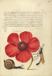 Terrestrial Mollusk, Poppy Anemone, and Crane Fly, 1561-1562; illumination added 1591-1596. Creator: Joris Hoefnagel.