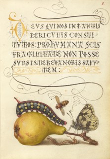 Fly, Caterpillar, Pear, and Centipede;Mira calligraphiae monumenta,1561-2; illumination added 1591-6 Creator: Joris Hoefnagel.