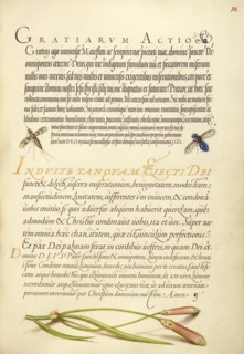 Insects and Carnation; Mira calligraphiae monumenta, 1561-1562; illumination added 1591-1596. Creator: Joris Hoefnagel.