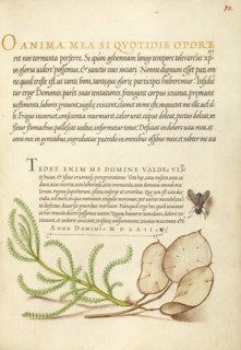 House Fly, Lavender Cotton, and Money Plant, 1561-1562; illumination added 1591-1596. Creator: Joris Hoefnagel.