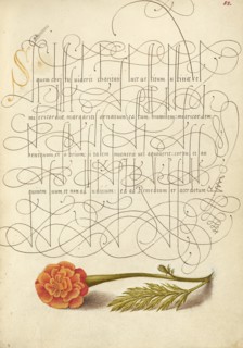French Marigold; Mira calligraphiae monumenta, 1561-1562; illumination added 1591-1596. Creator: Joris Hoefnagel.