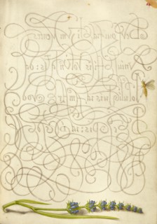 Insect and Hyssop; Mira calligraphiae monumenta, 1561-1562; illumination added 1591-1596. Creator: Joris Hoefnagel.
