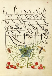 Spider, Love-in-a-Mist, Potter Wasp, and Red Curran, 1561-1562; illumination added 1591-1596. Creator: Joris Hoefnagel.