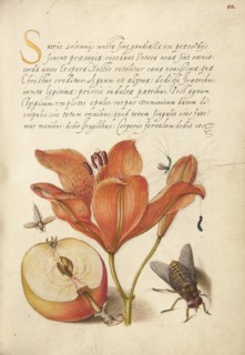 Insects, Orange Lily, Caterpillar, Apple, and Horse Fly, 1561-1562; illumination added 1591-1596. Creator: Joris Hoefnagel.