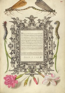 Damselflies, Caterpillars, Carnation, and Poet's Jasmine, 1561-1562; illumination added 1591-1596. Creator: Joris Hoefnagel.