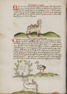 A Camel with a Fly on its Back: Insects in a Vineyard and a Stork..., third quarter of 15th century. Creator: Unknown.