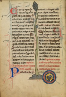 A Dead Turtle Dove in a Nest; De Natura Avium; De Pastoribus et Ovibus, 1277 or after. Creator: Unknown.