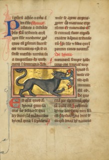 A Hyena; De Natura Avium; De Pastoribus et Ovibus; Bestiarium, 1277 or after. Creator: Unknown.