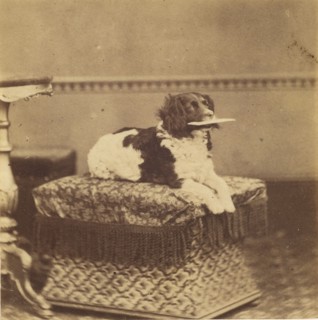 Sitting Dog with a Bundle in its Mouth, late 19th century. Creator: Unknown.